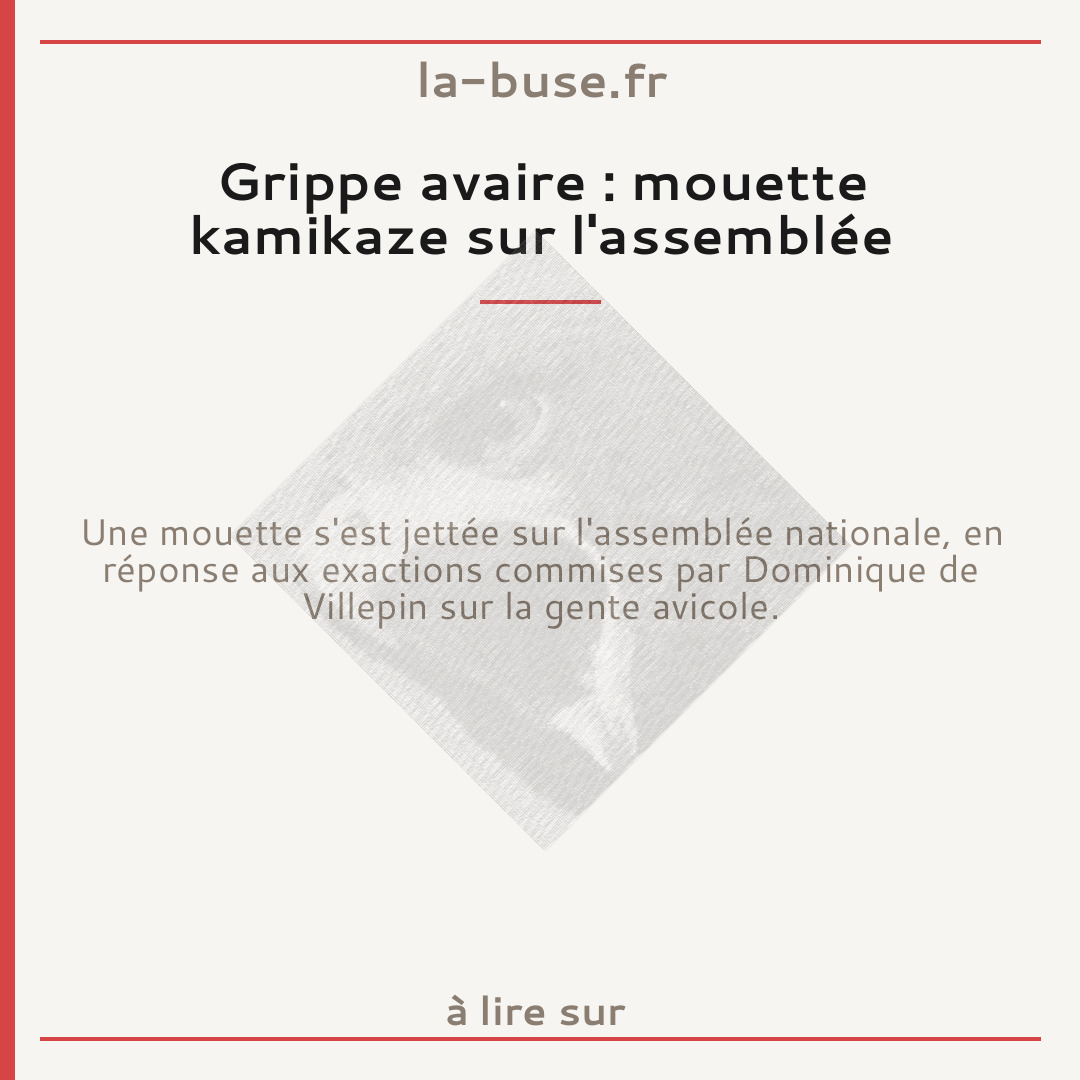 Grippe avaire : mouette kamikaze sur l'assemblée