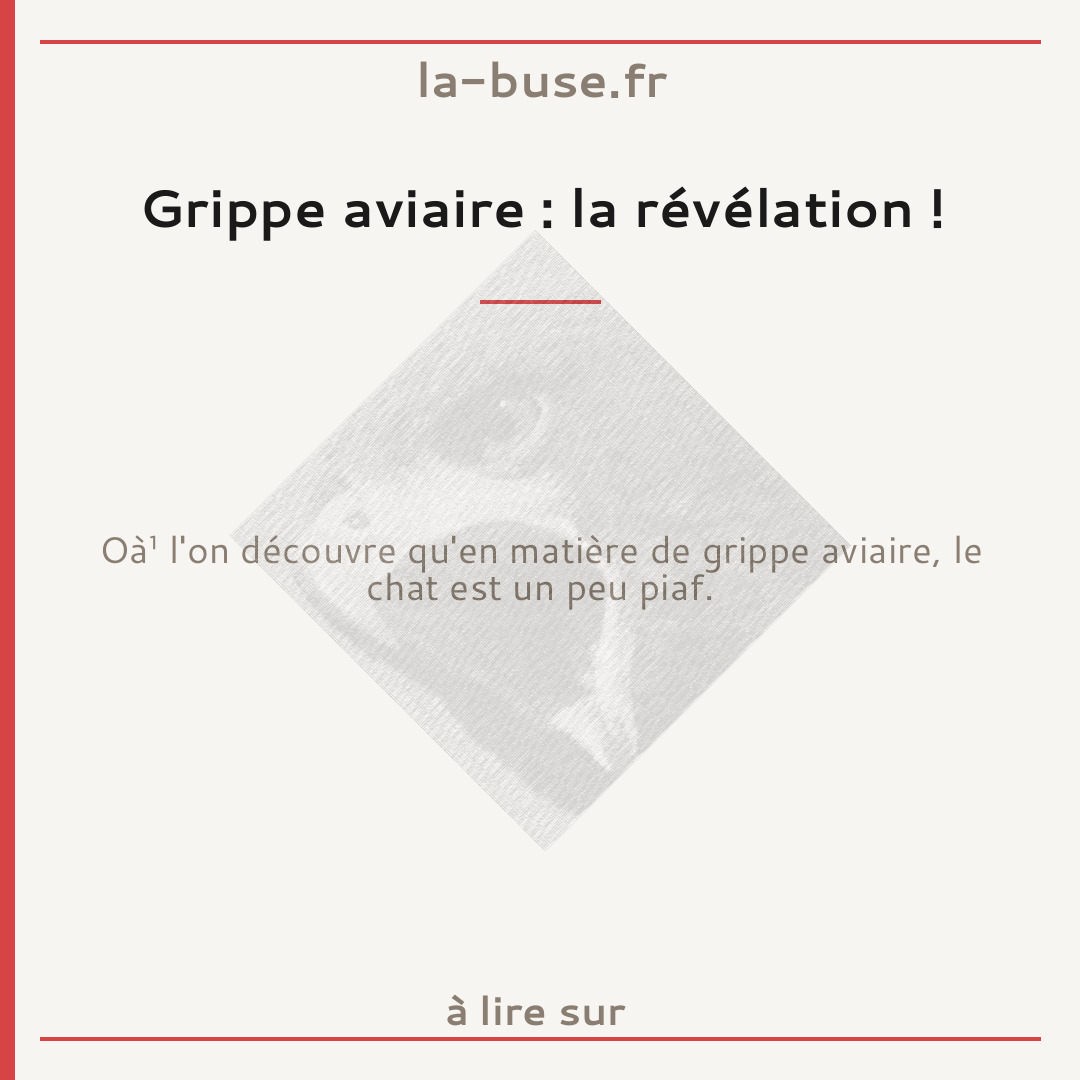 Grippe aviaire : la révélation !