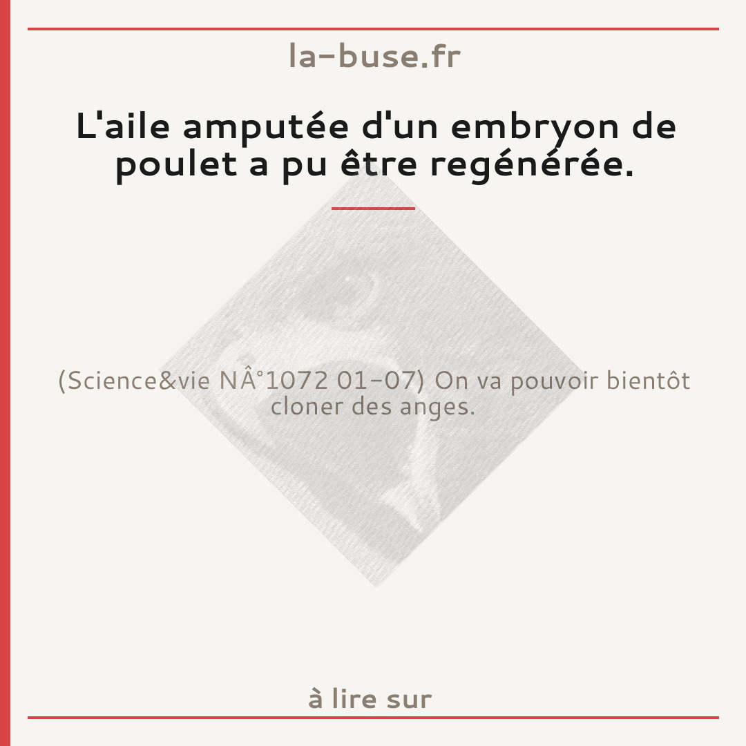 L'aile amputée d'un embryon de poulet a pu être regénérée.