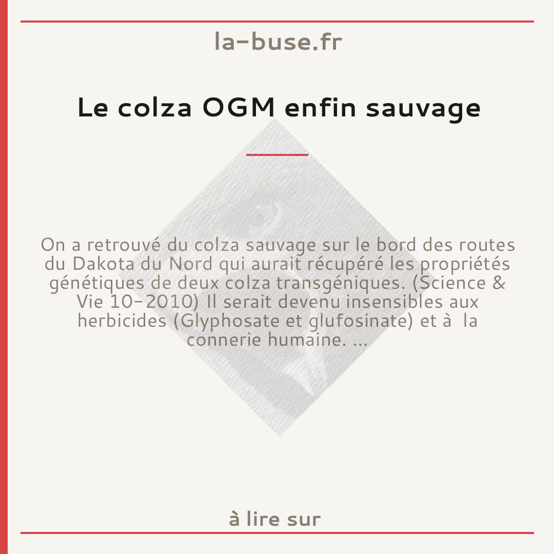 Le colza OGM enfin sauvage