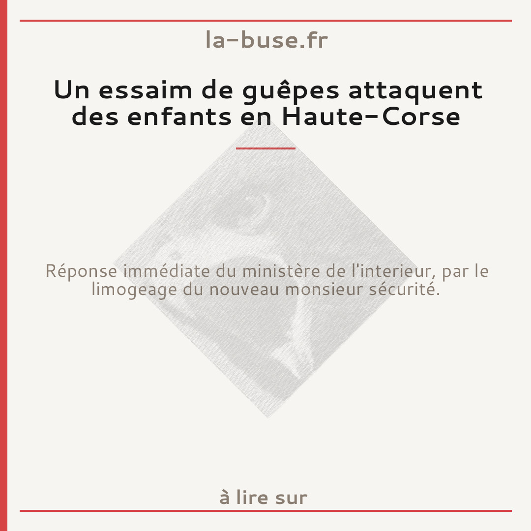 Un essaim de guêpes attaquent des enfants en Haute-Corse