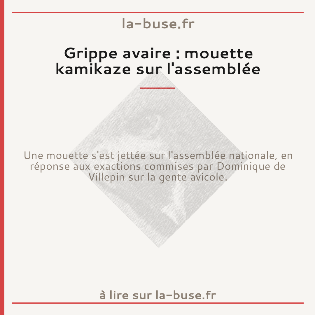 Grippe avaire : mouette kamikaze sur l'assemblée