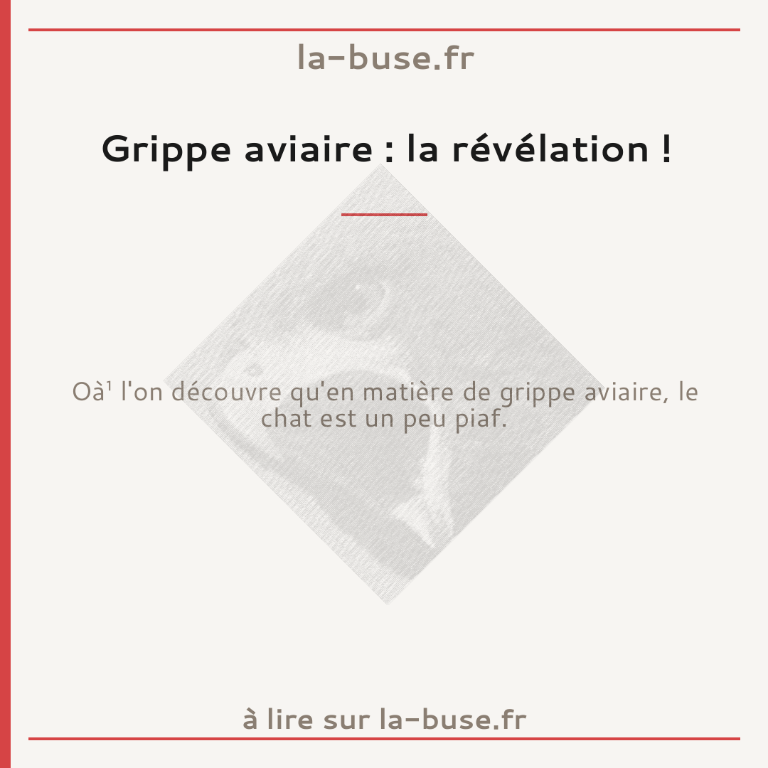 Grippe aviaire : la révélation !