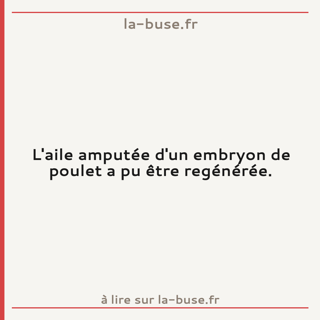 L'aile amputée d'un embryon de poulet a pu être regénérée.