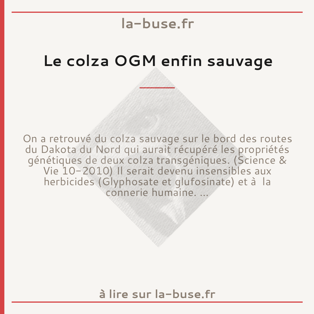 Le colza OGM enfin sauvage