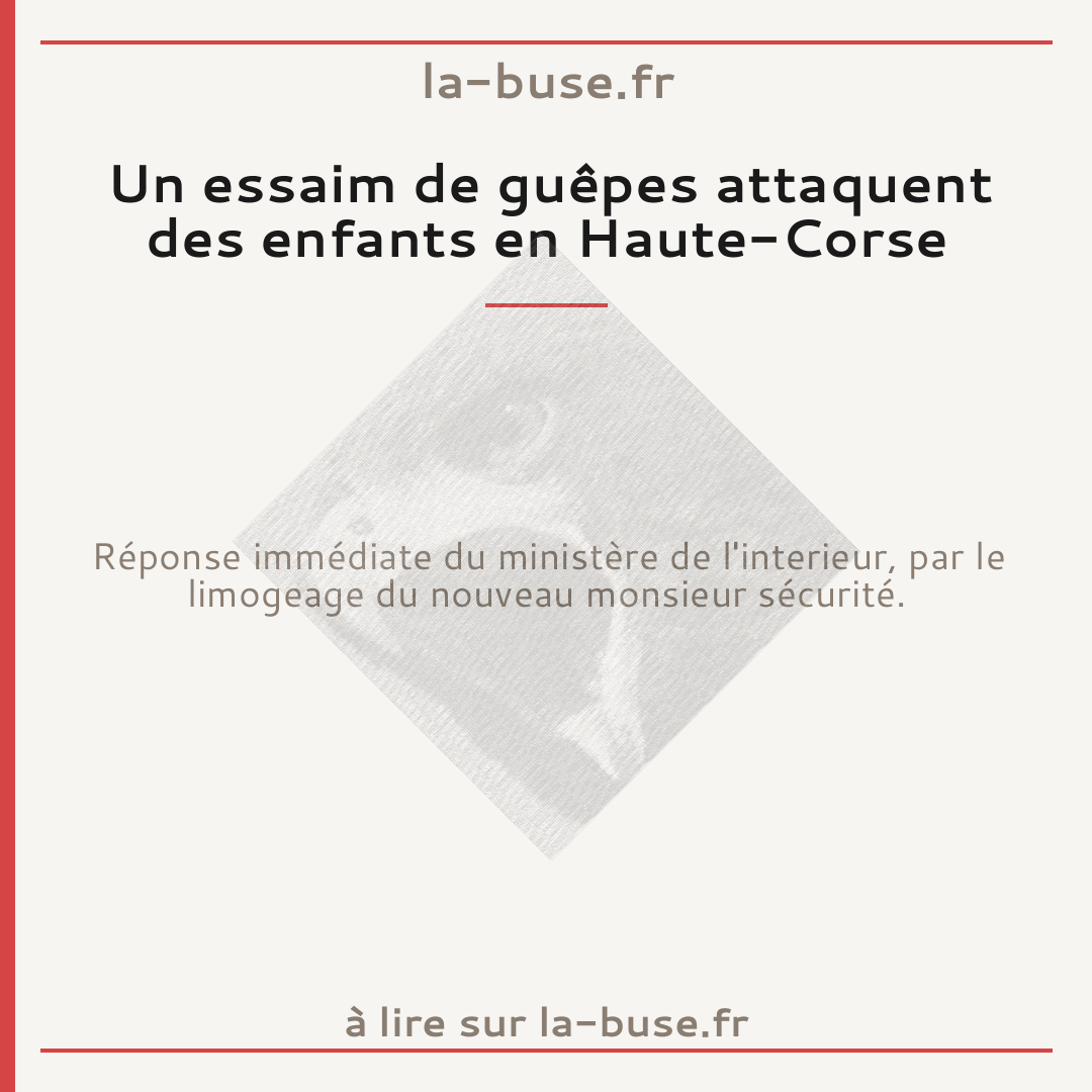 Un essaim de guêpes attaquent des enfants en Haute-Corse