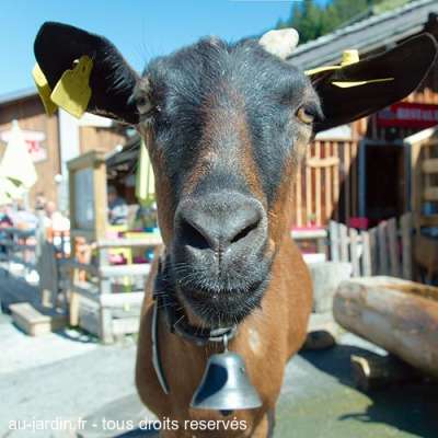 Chèvre des Lindarets sans la Vallée d'Aups
