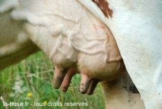 Poitrine de grosse vache