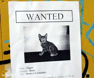 Le chat allié objectif de la grippe aviaire.