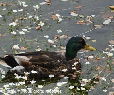 Un sex-toy terriblement sauvage